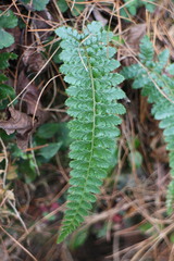 Polystichum parvipinnulum