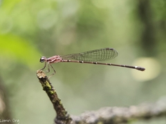 Mortonagrion arthuri