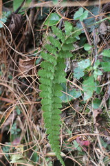Polystichum parvipinnulum