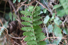 Polystichum parvipinnulum