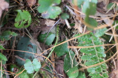 Polystichum parvipinnulum