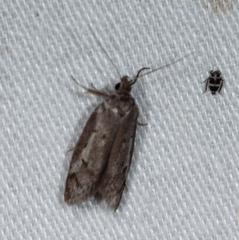 Philobota stella