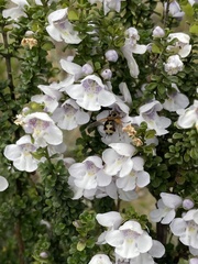 Prostanthera cuneata
