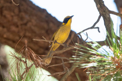 Lichenostomus melanops
