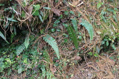 Polystichum parvipinnulum