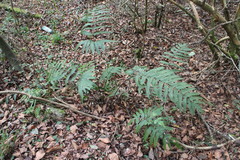 Pteris setulosocostulata