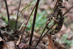 Pteris setulosocostulata
