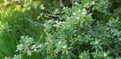 Rhododendron columbianum