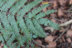 Pteris setulosocostulata
