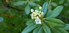 Rhododendron columbianum