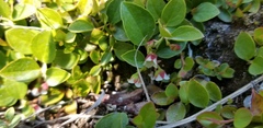 Gaultheria humifusa