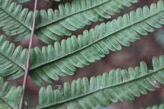 Pteris setulosocostulata