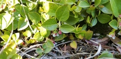 Gaultheria humifusa