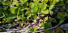 Gaultheria humifusa