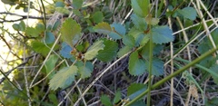 Betula glandulosa