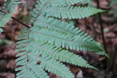 Pteris setulosocostulata