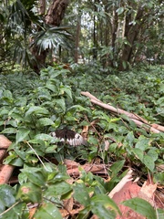 Papilio aegeus aegeus