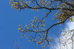 Sassafras randaiense