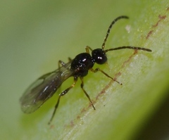Aphidiinae
