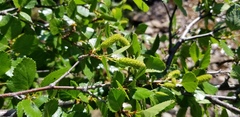 Betula glandulosa