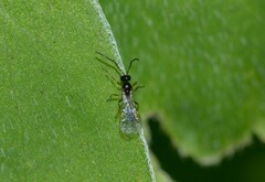 Aphidiinae