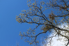 Sassafras randaiense