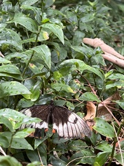 Papilio aegeus aegeus