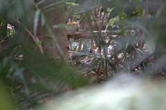 Ailuroedus maculosus