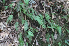 Plagiogyria stenoptera