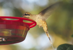 Phaethornis longirostris