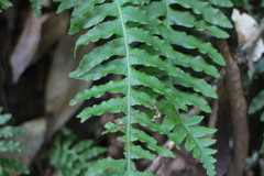 Plagiogyria stenoptera