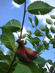 Eriosoma lanuginosum