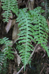 Plagiogyria stenoptera