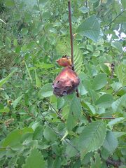 Eriosoma lanuginosum