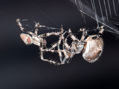 Araneus tartaricus