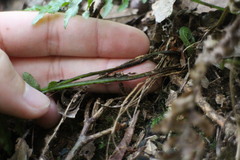 Plagiogyria stenoptera