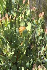 Leucadendron arcuatum