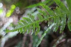 Plagiogyria stenoptera