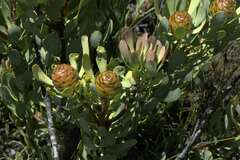 Leucadendron arcuatum