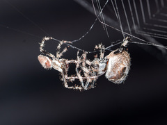 Araneus tartaricus