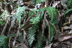 Plagiogyria stenoptera