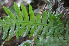 Plagiogyria stenoptera