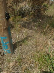 Dichelachne micrantha