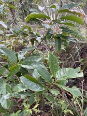 Elaeocarpus serratus