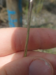 Dichelachne micrantha