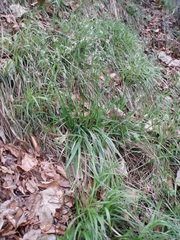 Anthoxanthum australe