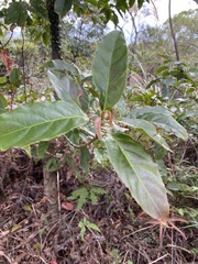 Elaeocarpus serratus