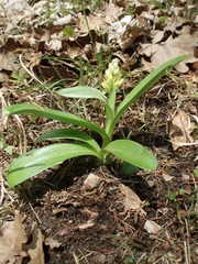 Orchis pallens