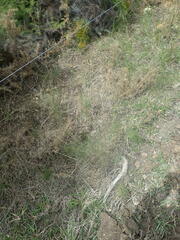 Dichelachne micrantha