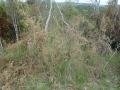 Dichelachne micrantha